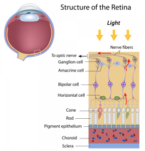 rods layers retinal eyes degeneration dha histology neuron macular epa cells alport cone ganglion photoreceptor fiber percibe hereditary